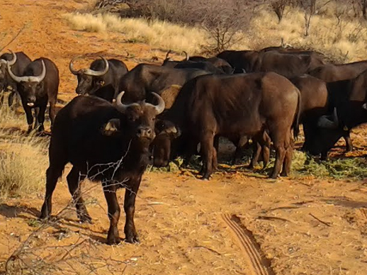 Kuruman Wildlife