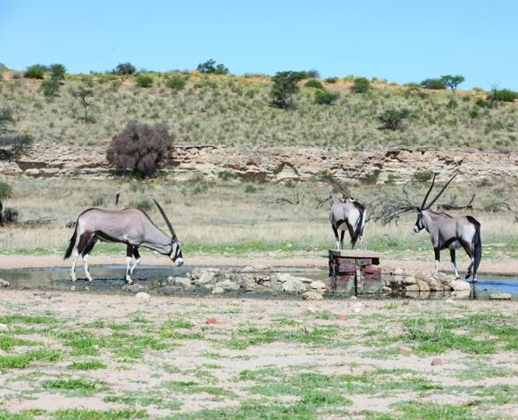Wildlife